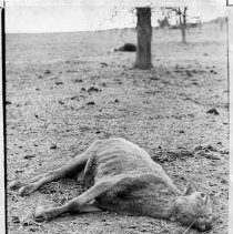Drought in Amador County