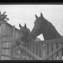 Two horses