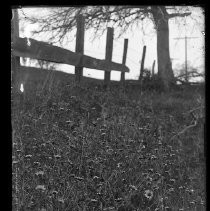 Negative, Glass Plate