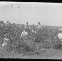 Negative, Glass Plate