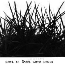 Death Valley barrel cactus