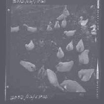 Negative, Safety, Unknown