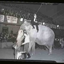 Elephant at circus