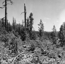 Before Clearing the Fire Break