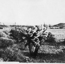 "Cholla (Opuntia fulgida)"