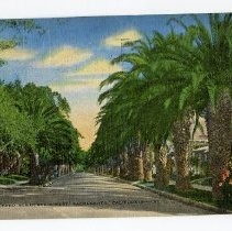 Palm tree lined residential street