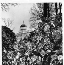 "California State Capitol flowers in foreground are camelia......"