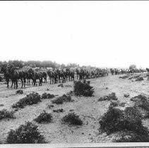 Twelve mule hitch freight wagons