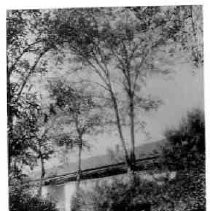 Photo of tree lined driveway