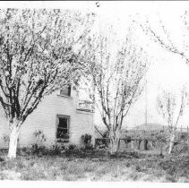 Fruit trees in bloom