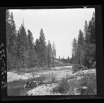 Forest with creek