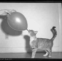 Negative, Safety, Unknown