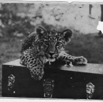 Playful Leopard