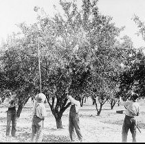 Orchard Workers