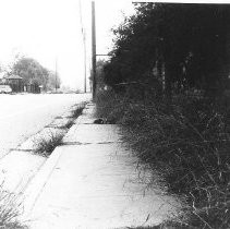 Residential street with brick fence and heavily overgrown shrubs and weeds