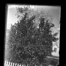 Negative, Glass Plate