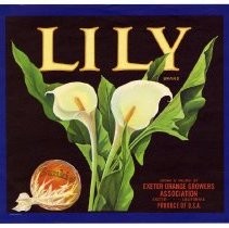 Lily Brand