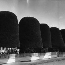 Large Bell-shaped Topiary in Ferndale, CA