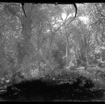 Negative, Glass Plate