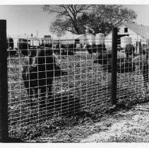 "Hoofed Animal Exhibit"