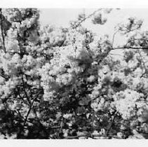 William Land Park, Japanese Cherry Trees