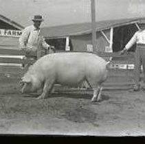 Negative, Glass Plate