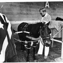 View of a jockey preparing his horse for harness racing at Cal Expo