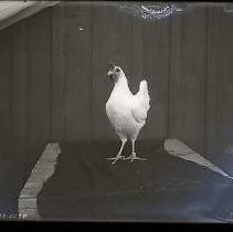 Negative, Glass Plate