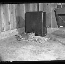 Negative, Safety, Unknown