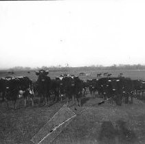 "W.H. Dixon's Cattle"