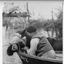 Horse Rescue in Flood
