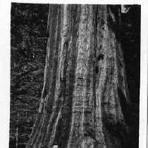 Giant Sequoia