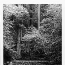 Theater in Armstrong State Redwood Preserve