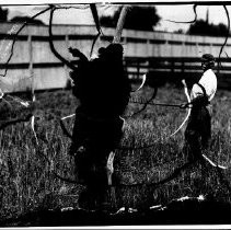 Negative, Glass Plate