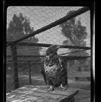 A hawk at the Los Angeles Zoo