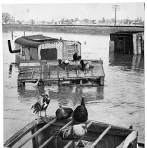 Chickens Above Flood Water