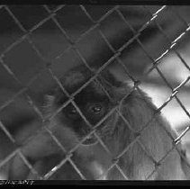 Negative, Safety, Unknown