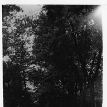 Negative, Nitrate