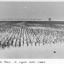 Flooded Corn Field