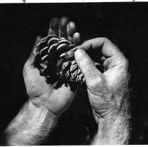 View of a seed obtained from the cone that will be planted by the California Conservation Corps for the new crop of Ponderosa Pine trees