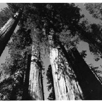 View of Calaveras Big Trees State Park in Calaveras County showing the giant redwood trees in the park