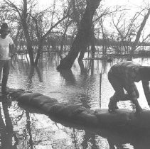 "Sandbagging on the Sacramento River"