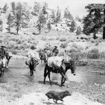 Pack train fording stream, 1906 [Kern County, Calif]