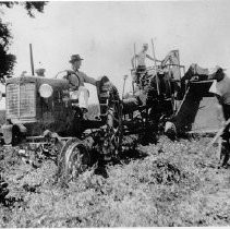 Harvesting Beans