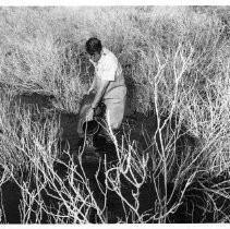 Photographs from Wild Legacy Book. Photograph, Planting out Walley Pike fry in San Vicente Resevoir, San Diego County