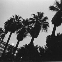 Palm Trees