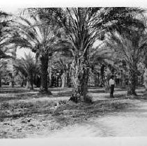 African Date Palms at Furnace Creek Camp