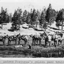 Photographs from Wild Legacy Book. Andrew D. Ferguson's golden trout pack train in 1914