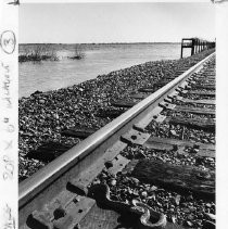 Snake Finds High Ground