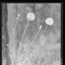 Dandelion